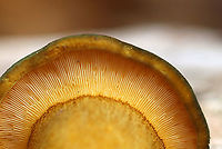 Late Oysters - Sarcomyxa serotina These mushrooms had brownish, snarky green caps with yellow gills. The caps were about 2 cm wide, and they were somewhat cupcake-shaped. The gills were attached.<br />
<br />
Habitat: I found a bunch of these little babies on yellow birch (Betula alleghaniensis) logs in a deciduous forest.<br />
https://www.jungledragon.com/image/103962/late_oysters_-_sarcomyxa_serotina.html<br />
https://www.jungledragon.com/image/103961/late_oysters_-_sarcomyxa_serotina.html Fall,Geotagged,Late oyster,Sarcomyxa serotina,United States