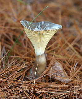 Club-foot Clitocybe - Ampulloclitocybe clavipes Habitat: In a meadow, growing under pine.
https://www.jungledragon.com/image/104068/club-foot_clitocybe_-_ampulloclitocybe_clavipes.html
https://www.jungledragon.com/image/104069/club-foot_clitocybe_-_ampulloclitocybe_clavipes.html
https://www.jungledragon.com/image/104070/club-foot_clitocybe_-_ampulloclitocybe_clavipes.html Ampulloclitocybe,Ampulloclitocybe clavipes,Club-foot Clitocybe,Fall,Geotagged,United States,fungus,mushroom