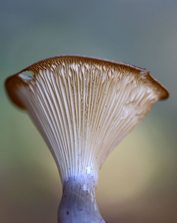 Club-foot Clitocybe - Ampulloclitocybe clavipes Habitat: In a meadow, growing under pine.<br />
<figure class="photo"><a href="https://www.jungledragon.com/image/104067/club-foot_clitocybe_-_ampulloclitocybe_clavipes.html" title="Club-foot Clitocybe - Ampulloclitocybe clavipes"><img src="https://s3.amazonaws.com/media.jungledragon.com/images/3232/104067_thumb.jpg?AWSAccessKeyId=05GMT0V3GWVNE7GGM1R2&Expires=1759968010&Signature=dDcq66Cjnd%2FcGWAbgl2Jm9RYVQo%3D" width="126" height="152" alt="Club-foot Clitocybe - Ampulloclitocybe clavipes Habitat: In a meadow, growing under pine.<br />
https://www.jungledragon.com/image/104068/club-foot_clitocybe_-_ampulloclitocybe_clavipes.html<br />
https://www.jungledragon.com/image/104069/club-foot_clitocybe_-_ampulloclitocybe_clavipes.html<br />
https://www.jungledragon.com/image/104070/club-foot_clitocybe_-_ampulloclitocybe_clavipes.html Ampulloclitocybe,Ampulloclitocybe clavipes,Club-foot Clitocybe,Fall,Geotagged,United States,fungus,mushroom" /></a></figure><br />
<figure class="photo"><a href="https://www.jungledragon.com/image/104069/club-foot_clitocybe_-_ampulloclitocybe_clavipes.html" title="Club-foot Clitocybe - Ampulloclitocybe clavipes"><img src="https://s3.amazonaws.com/media.jungledragon.com/images/3232/104069_thumb.jpg?AWSAccessKeyId=05GMT0V3GWVNE7GGM1R2&Expires=1759968010&Signature=Q0FRB2THs4fSyJ3jRGAmIIMwBYs%3D" width="112" height="152" alt="Club-foot Clitocybe - Ampulloclitocybe clavipes Habitat: In a meadow, growing under pine.<br />
https://www.jungledragon.com/image/104067/club-foot_clitocybe_-_ampulloclitocybe_clavipes.html<br />
https://www.jungledragon.com/image/104070/club-foot_clitocybe_-_ampulloclitocybe_clavipes.html<br />
https://www.jungledragon.com/image/104068/club-foot_clitocybe_-_ampulloclitocybe_clavipes.html Ampulloclitocybe clavipes,Club-foot Clitocybe,Fall,Geotagged,United States" /></a></figure><br />
<figure class="photo"><a href="https://www.jungledragon.com/image/104070/club-foot_clitocybe_-_ampulloclitocybe_clavipes.html" title="Club-foot Clitocybe - Ampulloclitocybe clavipes"><img src="https://s3.amazonaws.com/media.jungledragon.com/images/3232/104070_thumb.jpg?AWSAccessKeyId=05GMT0V3GWVNE7GGM1R2&Expires=1759968010&Signature=2lgKRaJP2GFWbv6r7WmOKDTB22M%3D" width="200" height="168" alt="Club-foot Clitocybe - Ampulloclitocybe clavipes Habitat: In a meadow, growing under pine.<br />
https://www.jungledragon.com/image/104069/club-foot_clitocybe_-_ampulloclitocybe_clavipes.html<br />
https://www.jungledragon.com/image/104068/club-foot_clitocybe_-_ampulloclitocybe_clavipes.html<br />
https://www.jungledragon.com/image/104067/club-foot_clitocybe_-_ampulloclitocybe_clavipes.html Ampulloclitocybe clavipes,Club-foot Clitocybe,Fall,Geotagged,United States" /></a></figure> Ampulloclitocybe clavipes,Club-foot Clitocybe,Fall,Geotagged,United States