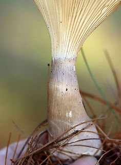 Club-foot Clitocybe - Ampulloclitocybe clavipes Habitat: In a meadow, growing under pine.
https://www.jungledragon.com/image/104067/club-foot_clitocybe_-_ampulloclitocybe_clavipes.html
https://www.jungledragon.com/image/104070/club-foot_clitocybe_-_ampulloclitocybe_clavipes.html
https://www.jungledragon.com/image/104068/club-foot_clitocybe_-_ampulloclitocybe_clavipes.html Ampulloclitocybe clavipes,Club-foot Clitocybe,Fall,Geotagged,United States