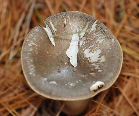 Club-foot Clitocybe - Ampulloclitocybe clavipes Habitat: In a meadow, growing under pine.
https://www.jungledragon.com/image/104069/club-foot_clitocybe_-_ampulloclitocybe_clavipes.html
https://www.jungledragon.com/image/104068/club-foot_clitocybe_-_ampulloclitocybe_clavipes.html
https://www.jungledragon.com/image/104067/club-foot_clitocybe_-_ampulloclitocybe_clavipes.html Ampulloclitocybe clavipes,Club-foot Clitocybe,Fall,Geotagged,United States