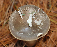 Club-foot Clitocybe - Ampulloclitocybe clavipes Habitat: In a meadow, growing under pine.<br />
https://www.jungledragon.com/image/104069/club-foot_clitocybe_-_ampulloclitocybe_clavipes.html<br />
https://www.jungledragon.com/image/104068/club-foot_clitocybe_-_ampulloclitocybe_clavipes.html<br />
https://www.jungledragon.com/image/104067/club-foot_clitocybe_-_ampulloclitocybe_clavipes.html Ampulloclitocybe clavipes,Club-foot Clitocybe,Fall,Geotagged,United States