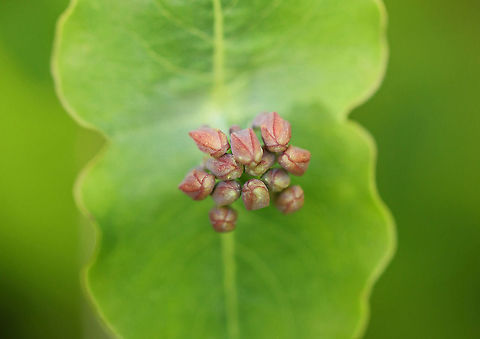 Honeysuckle - Lonicera sp. Habitat: Forested wetland
https://www.jungledragon.com/image/104072/honeysuckle_-_lonicera_sp.html Geotagged,Lonicera,Spring,United States,honeysuckle