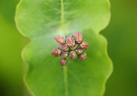 Honeysuckle - Lonicera sp. Habitat: Forested wetland<br />
https://www.jungledragon.com/image/104072/honeysuckle_-_lonicera_sp.html Geotagged,Lonicera,Spring,United States,honeysuckle