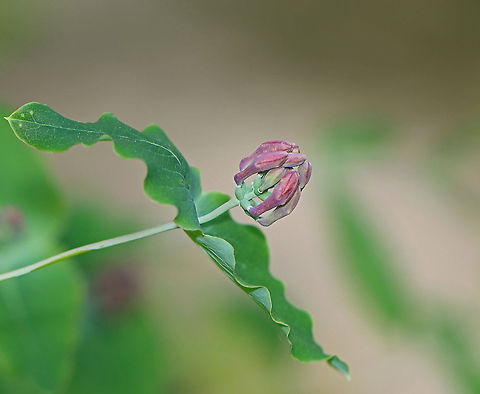 Honeysuckle - Lonicera sp. Habitat: Forested wetland
https://www.jungledragon.com/image/104071/honeysuckle_-_lonicera_sp.html Geotagged,Spring,United States