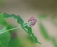 Honeysuckle - Lonicera sp. Habitat: Forested wetland<br />
https://www.jungledragon.com/image/104071/honeysuckle_-_lonicera_sp.html Geotagged,Spring,United States