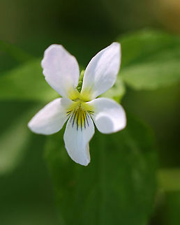 Canada Violet - Viola canadensis Habitat: Rocky, mesic forest
https://www.jungledragon.com/image/104074/canada_violet_-_viola_canadensis.html
https://www.jungledragon.com/image/104075/canada_violet_-_viola_canadensis.html
https://www.jungledragon.com/image/104076/canada_violet_-_viola_canadensis.html Canadian white violet,Geotagged,Spring,United States,Viola  canadensis,viola,violet