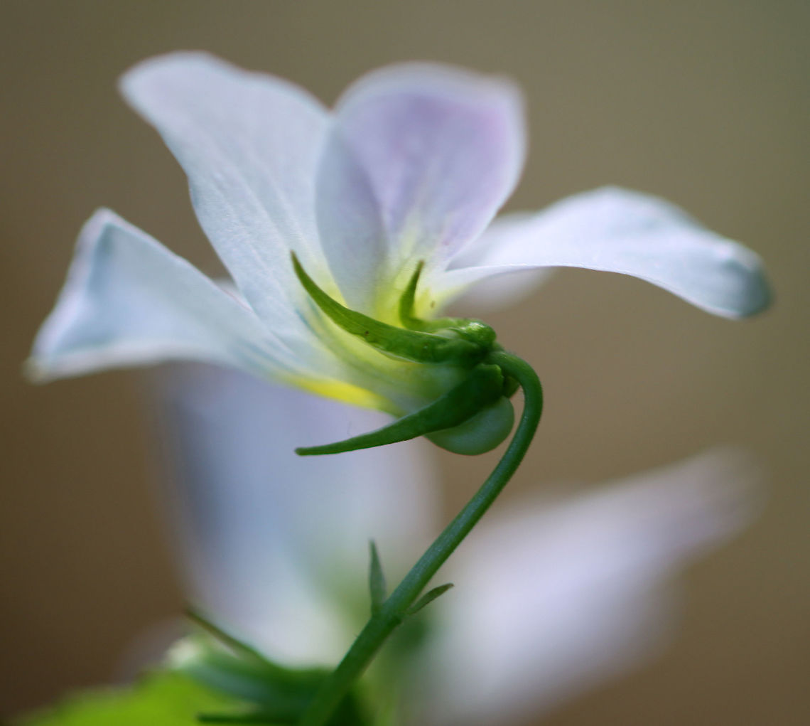 Canada Violet - Viola canadensis Habitat: Rocky, mesic forest<br />
<figure class="photo"><a href="https://www.jungledragon.com/image/104076/canada_violet_-_viola_canadensis.html" title="Canada Violet - Viola canadensis"><img src="https://s3.amazonaws.com/media.jungledragon.com/images/3232/104076_thumb.jpg?AWSAccessKeyId=05GMT0V3GWVNE7GGM1R2&Expires=1769040010&Signature=VOMF4d3MvRVTIblSfpSxxWtgJig%3D" width="200" height="196" alt="Canada Violet - Viola canadensis Habitat: Rocky, mesic forest<br />
https://www.jungledragon.com/image/104075/canada_violet_-_viola_canadensis.html<br />
https://www.jungledragon.com/image/104074/canada_violet_-_viola_canadensis.html<br />
https://www.jungledragon.com/image/104073/canada_violet_-_viola_canadensis.html Canadian white violet,Geotagged,Spring,United States,Viola  canadensis" /></a></figure><br />
<figure class="photo"><a href="https://www.jungledragon.com/image/104075/canada_violet_-_viola_canadensis.html" title="Canada Violet - Viola canadensis"><img src="https://s3.amazonaws.com/media.jungledragon.com/images/3232/104075_thumb.jpg?AWSAccessKeyId=05GMT0V3GWVNE7GGM1R2&Expires=1769040010&Signature=lktjSieE5y%2BDGZTVdLe3S8IeIW8%3D" width="200" height="134" alt="Canada Violet - Viola canadensis Habitat: Rocky, mesic forest<br />
https://www.jungledragon.com/image/104076/canada_violet_-_viola_canadensis.html<br />
https://www.jungledragon.com/image/104074/canada_violet_-_viola_canadensis.html<br />
https://www.jungledragon.com/image/104073/canada_violet_-_viola_canadensis.html Canadian white violet,Geotagged,Spring,United States,Viola  canadensis" /></a></figure><br />
<figure class="photo"><a href="https://www.jungledragon.com/image/104073/canada_violet_-_viola_canadensis.html" title="Canada Violet - Viola canadensis"><img src="https://s3.amazonaws.com/media.jungledragon.com/images/3232/104073_thumb.jpg?AWSAccessKeyId=05GMT0V3GWVNE7GGM1R2&Expires=1769040010&Signature=24tQwiVrObGzHO8dPJWFm8aN36w%3D" width="122" height="152" alt="Canada Violet - Viola canadensis Habitat: Rocky, mesic forest<br />
https://www.jungledragon.com/image/104074/canada_violet_-_viola_canadensis.html<br />
https://www.jungledragon.com/image/104075/canada_violet_-_viola_canadensis.html<br />
https://www.jungledragon.com/image/104076/canada_violet_-_viola_canadensis.html Canadian white violet,Geotagged,Spring,United States,Viola  canadensis,viola,violet" /></a></figure> Canadian white violet,Geotagged,Spring,United States,Viola  canadensis