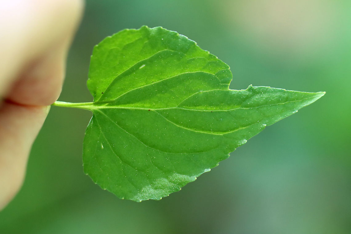 Canada Violet - Viola canadensis Habitat: Rocky, mesic forest<br />
<figure class="photo"><a href="https://www.jungledragon.com/image/104076/canada_violet_-_viola_canadensis.html" title="Canada Violet - Viola canadensis"><img src="https://s3.amazonaws.com/media.jungledragon.com/images/3232/104076_thumb.jpg?AWSAccessKeyId=05GMT0V3GWVNE7GGM1R2&Expires=1769040010&Signature=VOMF4d3MvRVTIblSfpSxxWtgJig%3D" width="200" height="196" alt="Canada Violet - Viola canadensis Habitat: Rocky, mesic forest<br />
https://www.jungledragon.com/image/104075/canada_violet_-_viola_canadensis.html<br />
https://www.jungledragon.com/image/104074/canada_violet_-_viola_canadensis.html<br />
https://www.jungledragon.com/image/104073/canada_violet_-_viola_canadensis.html Canadian white violet,Geotagged,Spring,United States,Viola  canadensis" /></a></figure><br />
<figure class="photo"><a href="https://www.jungledragon.com/image/104074/canada_violet_-_viola_canadensis.html" title="Canada Violet - Viola canadensis"><img src="https://s3.amazonaws.com/media.jungledragon.com/images/3232/104074_thumb.jpg?AWSAccessKeyId=05GMT0V3GWVNE7GGM1R2&Expires=1769040010&Signature=CEIxDAGSdYDk1ml1hjAONe8ELbo%3D" width="200" height="180" alt="Canada Violet - Viola canadensis Habitat: Rocky, mesic forest<br />
https://www.jungledragon.com/image/104076/canada_violet_-_viola_canadensis.html<br />
https://www.jungledragon.com/image/104075/canada_violet_-_viola_canadensis.html<br />
https://www.jungledragon.com/image/104073/canada_violet_-_viola_canadensis.html Canadian white violet,Geotagged,Spring,United States,Viola  canadensis" /></a></figure><br />
<figure class="photo"><a href="https://www.jungledragon.com/image/104073/canada_violet_-_viola_canadensis.html" title="Canada Violet - Viola canadensis"><img src="https://s3.amazonaws.com/media.jungledragon.com/images/3232/104073_thumb.jpg?AWSAccessKeyId=05GMT0V3GWVNE7GGM1R2&Expires=1769040010&Signature=24tQwiVrObGzHO8dPJWFm8aN36w%3D" width="122" height="152" alt="Canada Violet - Viola canadensis Habitat: Rocky, mesic forest<br />
https://www.jungledragon.com/image/104074/canada_violet_-_viola_canadensis.html<br />
https://www.jungledragon.com/image/104075/canada_violet_-_viola_canadensis.html<br />
https://www.jungledragon.com/image/104076/canada_violet_-_viola_canadensis.html Canadian white violet,Geotagged,Spring,United States,Viola  canadensis,viola,violet" /></a></figure> Canadian white violet,Geotagged,Spring,United States,Viola  canadensis