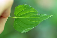 Canada Violet - Viola canadensis Habitat: Rocky, mesic forest<br />
https://www.jungledragon.com/image/104076/canada_violet_-_viola_canadensis.html<br />
https://www.jungledragon.com/image/104074/canada_violet_-_viola_canadensis.html<br />
https://www.jungledragon.com/image/104073/canada_violet_-_viola_canadensis.html Canadian white violet,Geotagged,Spring,United States,Viola  canadensis