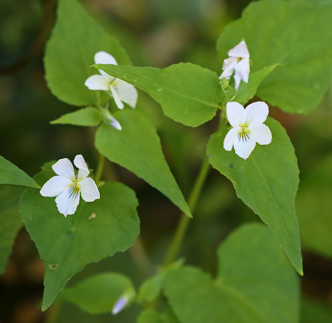 Canada Violet - Viola canadensis Habitat: Rocky, mesic forest<br />
<figure class="photo"><a href="https://www.jungledragon.com/image/104075/canada_violet_-_viola_canadensis.html" title="Canada Violet - Viola canadensis"><img src="https://s3.amazonaws.com/media.jungledragon.com/images/3232/104075_thumb.jpg?AWSAccessKeyId=05GMT0V3GWVNE7GGM1R2&Expires=1769040010&Signature=lktjSieE5y%2BDGZTVdLe3S8IeIW8%3D" width="200" height="134" alt="Canada Violet - Viola canadensis Habitat: Rocky, mesic forest<br />
https://www.jungledragon.com/image/104076/canada_violet_-_viola_canadensis.html<br />
https://www.jungledragon.com/image/104074/canada_violet_-_viola_canadensis.html<br />
https://www.jungledragon.com/image/104073/canada_violet_-_viola_canadensis.html Canadian white violet,Geotagged,Spring,United States,Viola  canadensis" /></a></figure><br />
<figure class="photo"><a href="https://www.jungledragon.com/image/104074/canada_violet_-_viola_canadensis.html" title="Canada Violet - Viola canadensis"><img src="https://s3.amazonaws.com/media.jungledragon.com/images/3232/104074_thumb.jpg?AWSAccessKeyId=05GMT0V3GWVNE7GGM1R2&Expires=1769040010&Signature=CEIxDAGSdYDk1ml1hjAONe8ELbo%3D" width="200" height="180" alt="Canada Violet - Viola canadensis Habitat: Rocky, mesic forest<br />
https://www.jungledragon.com/image/104076/canada_violet_-_viola_canadensis.html<br />
https://www.jungledragon.com/image/104075/canada_violet_-_viola_canadensis.html<br />
https://www.jungledragon.com/image/104073/canada_violet_-_viola_canadensis.html Canadian white violet,Geotagged,Spring,United States,Viola  canadensis" /></a></figure><br />
<figure class="photo"><a href="https://www.jungledragon.com/image/104073/canada_violet_-_viola_canadensis.html" title="Canada Violet - Viola canadensis"><img src="https://s3.amazonaws.com/media.jungledragon.com/images/3232/104073_thumb.jpg?AWSAccessKeyId=05GMT0V3GWVNE7GGM1R2&Expires=1769040010&Signature=24tQwiVrObGzHO8dPJWFm8aN36w%3D" width="122" height="152" alt="Canada Violet - Viola canadensis Habitat: Rocky, mesic forest<br />
https://www.jungledragon.com/image/104074/canada_violet_-_viola_canadensis.html<br />
https://www.jungledragon.com/image/104075/canada_violet_-_viola_canadensis.html<br />
https://www.jungledragon.com/image/104076/canada_violet_-_viola_canadensis.html Canadian white violet,Geotagged,Spring,United States,Viola  canadensis,viola,violet" /></a></figure> Canadian white violet,Geotagged,Spring,United States,Viola  canadensis