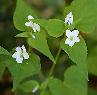 Canada Violet - Viola canadensis Habitat: Rocky, mesic forest<br />
https://www.jungledragon.com/image/104075/canada_violet_-_viola_canadensis.html<br />
https://www.jungledragon.com/image/104074/canada_violet_-_viola_canadensis.html<br />
https://www.jungledragon.com/image/104073/canada_violet_-_viola_canadensis.html Canadian white violet,Geotagged,Spring,United States,Viola  canadensis