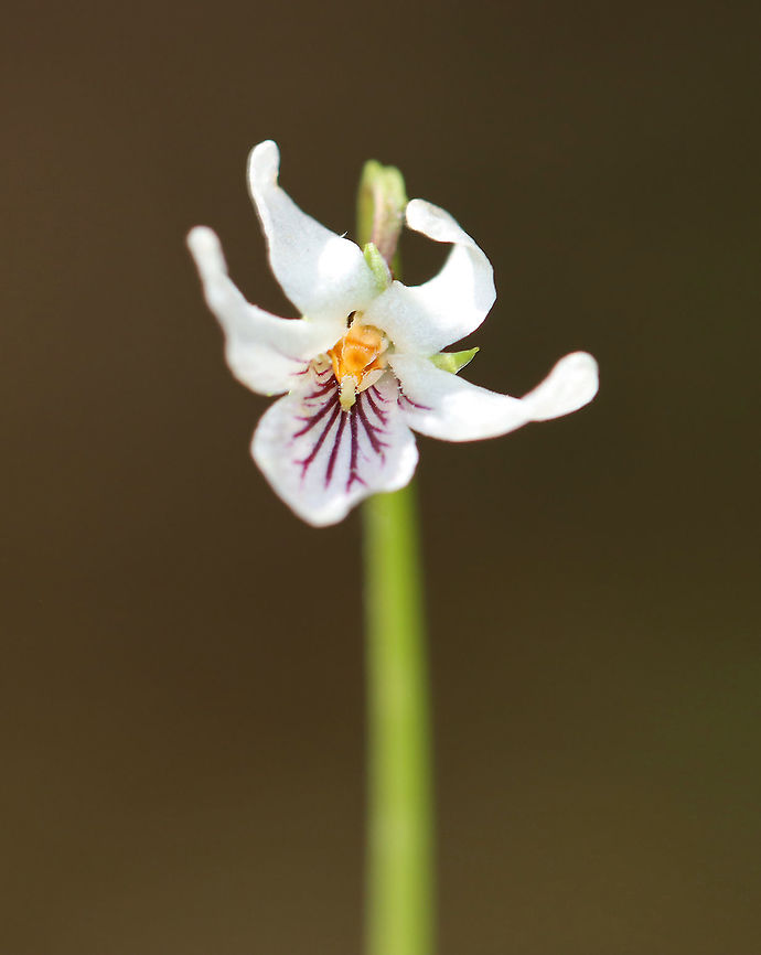Small White Violet - Viola macloskeyi Habitat: Rocky, mesic forest<br />
<figure class="photo"><a href="https://www.jungledragon.com/image/104078/small_white_violet_-_viola_macloskeyi.html" title="Small White Violet - Viola macloskeyi"><img src="https://s3.amazonaws.com/media.jungledragon.com/images/3232/104078_thumb.jpg?AWSAccessKeyId=05GMT0V3GWVNE7GGM1R2&Expires=1769040010&Signature=g%2FwNKcPGFrNz3LZxSfqNkyMwIig%3D" width="200" height="160" alt="Small White Violet - Viola macloskeyi Habitat: Rocky, mesic forest<br />
https://www.jungledragon.com/image/104077/small_white_violet_-_viola_macloskeyi.html Geotagged,Small White Violet,Spring,United States,Viola  macloskeyi" /></a></figure> Geotagged,Small White Violet,Spring,United States,Viola  macloskeyi,viola,violet