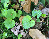 Small White Violet - Viola macloskeyi Habitat: Rocky, mesic forest<br />
https://www.jungledragon.com/image/104077/small_white_violet_-_viola_macloskeyi.html Geotagged,Small White Violet,Spring,United States,Viola  macloskeyi