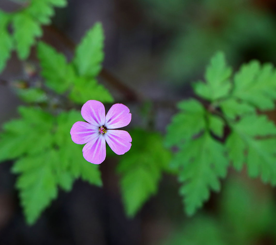 Herb Robert - Geranium robertianum Habitat: Rocky, mesic forest<br />
<figure class="photo"><a href="https://www.jungledragon.com/image/104080/herb_robert_-_geranium_robertianum.html" title="Herb Robert - Geranium robertianum"><img src="https://s3.amazonaws.com/media.jungledragon.com/images/3232/104080_thumb.jpg?AWSAccessKeyId=05GMT0V3GWVNE7GGM1R2&Expires=1759968010&Signature=K071RFzWU%2BzCA03MCDCgsIFz9gI%3D" width="200" height="146" alt="Herb Robert - Geranium robertianum Habitat: Rocky, mesic forest<br />
https://www.jungledragon.com/image/104079/herb_robert_-_geranium_robertianum.html Geotagged,Geranium robertianum,Herb Robert,Spring,United States" /></a></figure> Geotagged,Geranium,Geranium robertianum,Herb Robert,Spring,United States