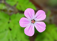 Herb Robert - Geranium robertianum Habitat: Rocky, mesic forest<br />
https://www.jungledragon.com/image/104079/herb_robert_-_geranium_robertianum.html Geotagged,Geranium robertianum,Herb Robert,Spring,United States