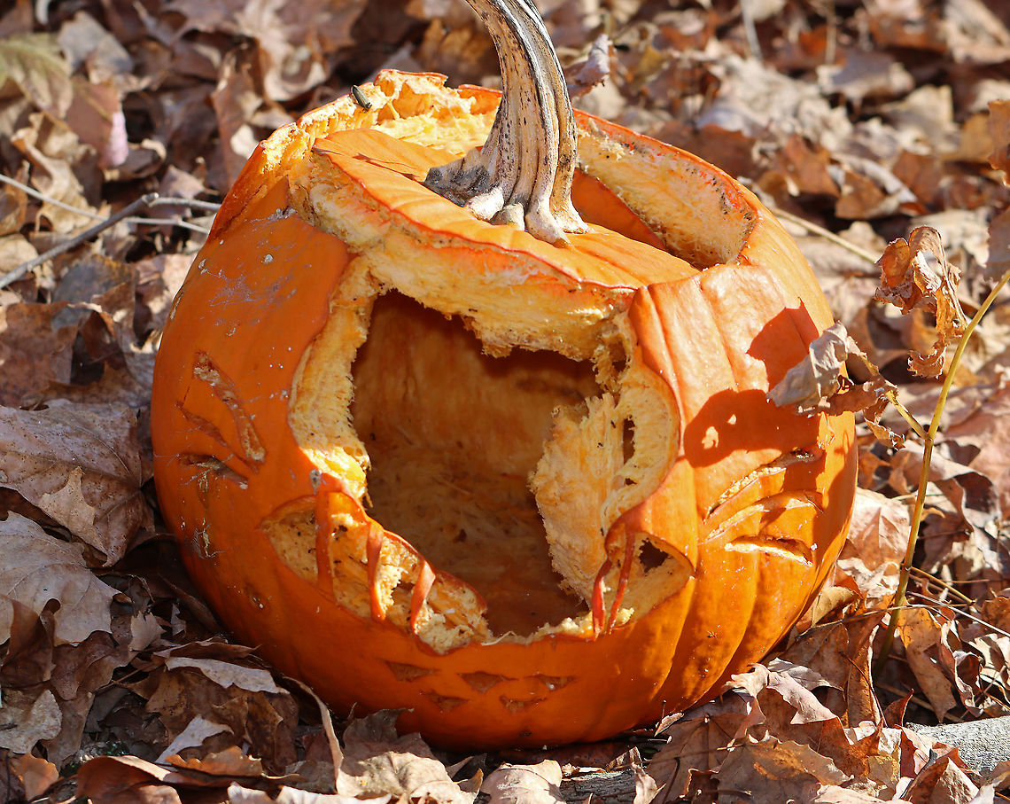 Pumpkin - Cucurbita sp. Some creature really liked this pumpkin! It was carved by a human and then had the face chomped off by a critter.<br />
<br />
 Cucurbita,Fall,Geotagged,United States,curcurbita pepo,pumpkin