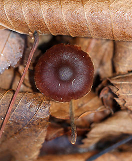 Collybioid Mushroom Maybe Marasmius sp., Gymnopus sp., or Marasmiellus sp.?

Habitat: Growing in leaf litter beside/possibly on rotting wood. Most trees were deciduous, but there were some eastern hemlock and pine as well. Mesic forest/wetland edge.
https://www.jungledragon.com/image/104184/collybioid_mushroom.html
https://www.jungledragon.com/image/104185/collybioid_mushroom.html
https://www.jungledragon.com/image/104186/collybioid_mushroom.html Collybioid,Fall,Geotagged,United States,fungus,mushroom