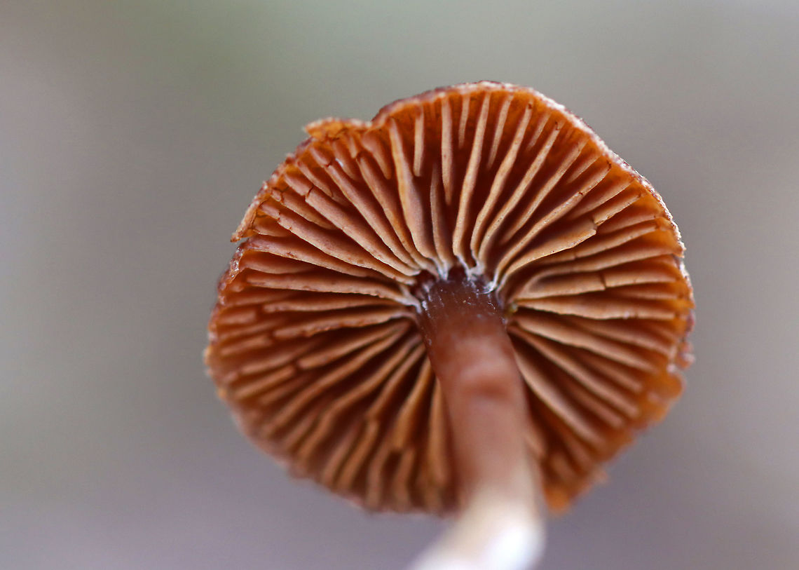 Collybioid Mushroom Maybe Marasmius sp., Gymnopus sp., or Marasmiellus sp.?<br />
<br />
Habitat: Growing in leaf litter beside/possibly on rotting wood. Most trees were deciduous, but there were some eastern hemlock and pine as well. Mesic forest/wetland edge.<br />
<figure class="photo"><a href="https://www.jungledragon.com/image/104176/collybioid_mushroom.html" title="Collybioid Mushroom"><img src="https://s3.amazonaws.com/media.jungledragon.com/images/3232/104176_thumb.jpg?AWSAccessKeyId=05GMT0V3GWVNE7GGM1R2&Expires=1769040010&Signature=Uhxn03bPIuJtwjXvpC1Kfswh0e8%3D" width="126" height="152" alt="Collybioid Mushroom Maybe Marasmius sp., Gymnopus sp., or Marasmiellus sp.?<br />
<br />
Habitat: Growing in leaf litter beside/possibly on rotting wood. Most trees were deciduous, but there were some eastern hemlock and pine as well. Mesic forest/wetland edge.<br />
https://www.jungledragon.com/image/104184/collybioid_mushroom.html<br />
https://www.jungledragon.com/image/104185/collybioid_mushroom.html<br />
https://www.jungledragon.com/image/104186/collybioid_mushroom.html Collybioid,Fall,Geotagged,United States,fungus,mushroom" /></a></figure><br />
<figure class="photo"><a href="https://www.jungledragon.com/image/104185/collybioid_mushroom.html" title="Collybioid Mushroom"><img src="https://s3.amazonaws.com/media.jungledragon.com/images/3232/104185_thumb.jpg?AWSAccessKeyId=05GMT0V3GWVNE7GGM1R2&Expires=1769040010&Signature=4%2FeFewrCaectRb4%2FXKr17x2vJTY%3D" width="200" height="160" alt="Collybioid Mushroom Maybe Marasmius sp., Gymnopus sp., or Marasmiellus sp.?<br />
<br />
Habitat: Growing in leaf litter beside/possibly on rotting wood. Most trees were deciduous, but there were some eastern hemlock and pine as well. Mesic forest/wetland edge.<br />
https://www.jungledragon.com/image/104176/collybioid_mushroom.html<br />
https://www.jungledragon.com/image/104186/collybioid_mushroom.html<br />
https://www.jungledragon.com/image/104184/collybioid_mushroom.html Fall,Geotagged,United States" /></a></figure><br />
<figure class="photo"><a href="https://www.jungledragon.com/image/104186/collybioid_mushroom.html" title="Collybioid Mushroom"><img src="https://s3.amazonaws.com/media.jungledragon.com/images/3232/104186_thumb.jpg?AWSAccessKeyId=05GMT0V3GWVNE7GGM1R2&Expires=1769040010&Signature=IfgQYuKwBxZa%2F9mavToXCH4bH44%3D" width="200" height="110" alt="Collybioid Mushroom Maybe Marasmius sp., Gymnopus sp., or Marasmiellus sp.?<br />
<br />
Habitat: Growing in leaf litter beside/possibly on rotting wood. Most trees were deciduous, but there were some eastern hemlock and pine as well. Mesic forest/wetland edge.<br />
https://www.jungledragon.com/image/104185/collybioid_mushroom.html<br />
https://www.jungledragon.com/image/104184/collybioid_mushroom.html<br />
https://www.jungledragon.com/image/104176/collybioid_mushroom.html Fall,Geotagged,United States" /></a></figure> Fall,Geotagged,United States