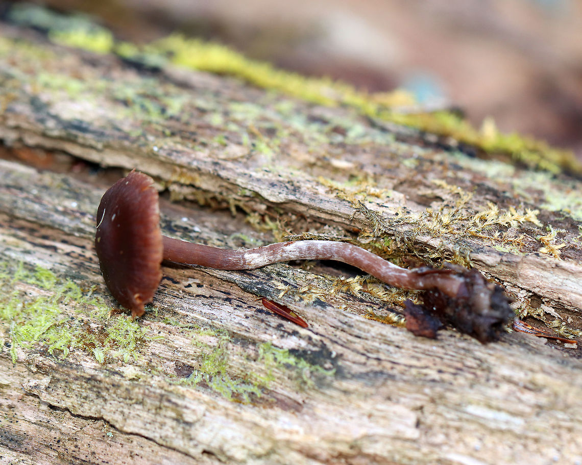 Collybioid Mushroom Maybe Marasmius sp., Gymnopus sp., or Marasmiellus sp.?<br />
<br />
Habitat: Growing in leaf litter beside/possibly on rotting wood. Most trees were deciduous, but there were some eastern hemlock and pine as well. Mesic forest/wetland edge.<br />
<figure class="photo"><a href="https://www.jungledragon.com/image/104176/collybioid_mushroom.html" title="Collybioid Mushroom"><img src="https://s3.amazonaws.com/media.jungledragon.com/images/3232/104176_thumb.jpg?AWSAccessKeyId=05GMT0V3GWVNE7GGM1R2&Expires=1769040010&Signature=Uhxn03bPIuJtwjXvpC1Kfswh0e8%3D" width="126" height="152" alt="Collybioid Mushroom Maybe Marasmius sp., Gymnopus sp., or Marasmiellus sp.?<br />
<br />
Habitat: Growing in leaf litter beside/possibly on rotting wood. Most trees were deciduous, but there were some eastern hemlock and pine as well. Mesic forest/wetland edge.<br />
https://www.jungledragon.com/image/104184/collybioid_mushroom.html<br />
https://www.jungledragon.com/image/104185/collybioid_mushroom.html<br />
https://www.jungledragon.com/image/104186/collybioid_mushroom.html Collybioid,Fall,Geotagged,United States,fungus,mushroom" /></a></figure><br />
<figure class="photo"><a href="https://www.jungledragon.com/image/104186/collybioid_mushroom.html" title="Collybioid Mushroom"><img src="https://s3.amazonaws.com/media.jungledragon.com/images/3232/104186_thumb.jpg?AWSAccessKeyId=05GMT0V3GWVNE7GGM1R2&Expires=1769040010&Signature=IfgQYuKwBxZa%2F9mavToXCH4bH44%3D" width="200" height="110" alt="Collybioid Mushroom Maybe Marasmius sp., Gymnopus sp., or Marasmiellus sp.?<br />
<br />
Habitat: Growing in leaf litter beside/possibly on rotting wood. Most trees were deciduous, but there were some eastern hemlock and pine as well. Mesic forest/wetland edge.<br />
https://www.jungledragon.com/image/104185/collybioid_mushroom.html<br />
https://www.jungledragon.com/image/104184/collybioid_mushroom.html<br />
https://www.jungledragon.com/image/104176/collybioid_mushroom.html Fall,Geotagged,United States" /></a></figure><br />
<figure class="photo"><a href="https://www.jungledragon.com/image/104184/collybioid_mushroom.html" title="Collybioid Mushroom"><img src="https://s3.amazonaws.com/media.jungledragon.com/images/3232/104184_thumb.jpg?AWSAccessKeyId=05GMT0V3GWVNE7GGM1R2&Expires=1769040010&Signature=zGcgcSH7OkEd7V1e7Y1ZQl7Q%2Fg8%3D" width="200" height="144" alt="Collybioid Mushroom Maybe Marasmius sp., Gymnopus sp., or Marasmiellus sp.?<br />
<br />
Habitat: Growing in leaf litter beside/possibly on rotting wood. Most trees were deciduous, but there were some eastern hemlock and pine as well. Mesic forest/wetland edge.<br />
https://www.jungledragon.com/image/104176/collybioid_mushroom.html<br />
https://www.jungledragon.com/image/104185/collybioid_mushroom.html<br />
https://www.jungledragon.com/image/104186/collybioid_mushroom.html Fall,Geotagged,United States" /></a></figure> Fall,Geotagged,United States