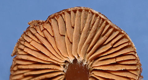 Collybioid Mushroom Maybe Marasmius sp., Gymnopus sp., or Marasmiellus sp.?

Habitat: Growing in leaf litter beside/possibly on rotting wood. Most trees were deciduous, but there were some eastern hemlock and pine as well. Mesic forest/wetland edge.
https://www.jungledragon.com/image/104185/collybioid_mushroom.html
https://www.jungledragon.com/image/104184/collybioid_mushroom.html
https://www.jungledragon.com/image/104176/collybioid_mushroom.html Fall,Geotagged,United States