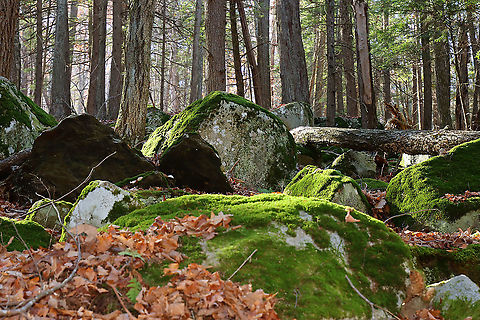 Northwest Highlands - Connecticut, USA This was my hike from Sunday morning! It was my final hike for the year because I'm having surgery soon and won't be able to hike for quite awhile. This area is very steep and rugged with lots of boulders. It can be quite treacherous if you aren't familiar with the area. And, hiking here is definitely a good workout. Plus, it's gorgeous! My favorite area of Connecticut.

This is a typical forest scene from the Northwest Highlands of Connecticut. Located in the northwest corner of the state, it is part of the Berkshires and is known for its very rocky, hilly terrain and cooler temperatures. It is a heavily forested area (75%) with mesic forests that are dominated by hardwood and conifers. Common trees in the area include: oak, white and red pine, hickory, ash, maple, birch, and eastern hemlock...among others. There is also a variety of fauna - black bears, deer, coyotes, red fox, hare, raccoons, bobcats, porcupines, otters, fishers, beavers, wild turkeys, ducks, owls, reptiles, amphibians, insects, and plenty of passerine birds!
https://www.jungledragon.com/image/104189/northwest_highlands_-_connecticut_usa.html
https://www.jungledragon.com/image/104188/northwest_highlands_-_connecticut_usa.html Connecticut,Fall,Geotagged,Northwest Highlands,United States
