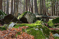 Northwest Highlands - Connecticut, USA This was my hike from Sunday morning! It was my final hike for the year because I'm having surgery soon and won't be able to hike for quite awhile. This area is very steep and rugged with lots of boulders. It can be quite treacherous if you aren't familiar with the area. And, hiking here is definitely a good workout. Plus, it's gorgeous! My favorite area of Connecticut.<br />
<br />
This is a typical forest scene from the Northwest Highlands of Connecticut. Located in the northwest corner of the state, it is part of the Berkshires and is known for its very rocky, hilly terrain and cooler temperatures. It is a heavily forested area (75%) with mesic forests that are dominated by hardwood and conifers. Common trees in the area include: oak, white and red pine, hickory, ash, maple, birch, and eastern hemlock...among others. There is also a variety of fauna - black bears, deer, coyotes, red fox, hare, raccoons, bobcats, porcupines, otters, fishers, beavers, wild turkeys, ducks, owls, reptiles, amphibians, insects, and plenty of passerine birds!<br />
https://www.jungledragon.com/image/104189/northwest_highlands_-_connecticut_usa.html<br />
https://www.jungledragon.com/image/104188/northwest_highlands_-_connecticut_usa.html Connecticut,Fall,Geotagged,Northwest Highlands,United States