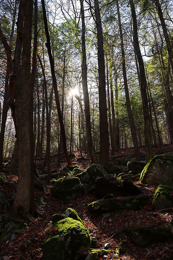 Northwest Highlands - Connecticut, USA This was my hike from Sunday morning! It was my final hike for the year because I'm having surgery soon and won't be able to hike for quite awhile. This area is very steep and rugged with lots of boulders. It can be quite treacherous if you aren't familiar with the area. And, hiking here is definitely a good workout. Plus, it's gorgeous! My favorite area of Connecticut.<br />
<br />
This is a typical forest scene from the Northwest Highlands of Connecticut. Located in the northwest corner of the state, it is part of the Berkshires and is known for its very rocky, hilly terrain and cooler temperatures. It is a heavily forested area (75%) with mesic forests that are dominated by hardwood and conifers. Common trees in the area include: oak, white and red pine, hickory, ash, maple, birch, and eastern hemlock...among others. There is also a variety of fauna - black bears, deer, coyotes, red fox, hare, raccoons, bobcats, porcupines, otters, fishers, beavers, wild turkeys, ducks, owls, reptiles, amphibians, insects, and plenty of passerine birds!<br />
<figure class="photo"><a href="https://www.jungledragon.com/image/104187/northwest_highlands_-_connecticut_usa.html" title="Northwest Highlands - Connecticut, USA"><img src="https://s3.amazonaws.com/media.jungledragon.com/images/3232/104187_thumb.jpg?AWSAccessKeyId=05GMT0V3GWVNE7GGM1R2&Expires=1769040010&Signature=hzUkXcfZoMJohUKqDuVvkhwS8KI%3D" width="200" height="134" alt="Northwest Highlands - Connecticut, USA This was my hike from Sunday morning! It was my final hike for the year because I'm having surgery soon and won't be able to hike for quite awhile. This area is very steep and rugged with lots of boulders. It can be quite treacherous if you aren't familiar with the area. And, hiking here is definitely a good workout. Plus, it's gorgeous! My favorite area of Connecticut.<br />
<br />
This is a typical forest scene from the Northwest Highlands of Connecticut. Located in the northwest corner of the state, it is part of the Berkshires and is known for its very rocky, hilly terrain and cooler temperatures. It is a heavily forested area (75%) with mesic forests that are dominated by hardwood and conifers. Common trees in the area include: oak, white and red pine, hickory, ash, maple, birch, and eastern hemlock...among others. There is also a variety of fauna - black bears, deer, coyotes, red fox, hare, raccoons, bobcats, porcupines, otters, fishers, beavers, wild turkeys, ducks, owls, reptiles, amphibians, insects, and plenty of passerine birds!<br />
https://www.jungledragon.com/image/104189/northwest_highlands_-_connecticut_usa.html<br />
https://www.jungledragon.com/image/104188/northwest_highlands_-_connecticut_usa.html Connecticut,Fall,Geotagged,Northwest Highlands,United States" /></a></figure><br />
<figure class="photo"><a href="https://www.jungledragon.com/image/104189/northwest_highlands_-_connecticut_usa.html" title="Northwest Highlands - Connecticut, USA"><img src="https://s3.amazonaws.com/media.jungledragon.com/images/3232/104189_thumb.jpg?AWSAccessKeyId=05GMT0V3GWVNE7GGM1R2&Expires=1769040010&Signature=2E6LvZvEAFVEWMQWL%2Bd%2FqNKzNyw%3D" width="114" height="152" alt="Northwest Highlands - Connecticut, USA This was my hike from Sunday morning! It was my final hike for the year because I'm having surgery soon and won't be able to hike for quite awhile. This area is very steep and rugged with lots of boulders. It can be quite treacherous if you aren't familiar with the area. And, hiking here is definitely a good workout. Plus, it's gorgeous! My favorite area of Connecticut.<br />
<br />
This is a typical forest scene from the Northwest Highlands of Connecticut. Located in the northwest corner of the state, it is part of the Berkshires and is known for its very rocky, hilly terrain and cooler temperatures. It is a heavily forested area (75%) with mesic forests that are dominated by hardwood and conifers. Common trees in the area include: oak, white and red pine, hickory, ash, maple, birch, and eastern hemlock...among others. There is also a variety of fauna - black bears, deer, coyotes, red fox, hare, raccoons, bobcats, porcupines, otters, fishers, beavers, wild turkeys, ducks, owls, reptiles, amphibians, insects, and plenty of passerine birds!<br />
https://www.jungledragon.com/image/104187/northwest_highlands_-_connecticut_usa.html<br />
https://www.jungledragon.com/image/104188/northwest_highlands_-_connecticut_usa.html Fall,Geotagged,United States" /></a></figure> Fall,Geotagged,United States