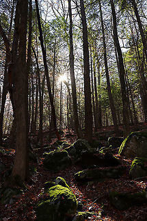 Northwest Highlands - Connecticut, USA This was my hike from Sunday morning! It was my final hike for the year because I'm having surgery soon and won't be able to hike for quite awhile. This area is very steep and rugged with lots of boulders. It can be quite treacherous if you aren't familiar with the area. And, hiking here is definitely a good workout. Plus, it's gorgeous! My favorite area of Connecticut.

This is a typical forest scene from the Northwest Highlands of Connecticut. Located in the northwest corner of the state, it is part of the Berkshires and is known for its very rocky, hilly terrain and cooler temperatures. It is a heavily forested area (75%) with mesic forests that are dominated by hardwood and conifers. Common trees in the area include: oak, white and red pine, hickory, ash, maple, birch, and eastern hemlock...among others. There is also a variety of fauna - black bears, deer, coyotes, red fox, hare, raccoons, bobcats, porcupines, otters, fishers, beavers, wild turkeys, ducks, owls, reptiles, amphibians, insects, and plenty of passerine birds!
https://www.jungledragon.com/image/104187/northwest_highlands_-_connecticut_usa.html
https://www.jungledragon.com/image/104189/northwest_highlands_-_connecticut_usa.html Fall,Geotagged,United States