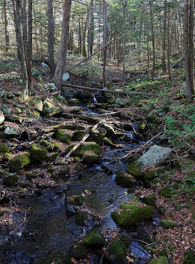 Northwest Highlands - Connecticut, USA This was my hike from Sunday morning! It was my final hike for the year because I'm having surgery soon and won't be able to hike for quite awhile. This area is very steep and rugged with lots of boulders. It can be quite treacherous if you aren't familiar with the area. And, hiking here is definitely a good workout. Plus, it's gorgeous! My favorite area of Connecticut.<br />
<br />
This is a typical forest scene from the Northwest Highlands of Connecticut. Located in the northwest corner of the state, it is part of the Berkshires and is known for its very rocky, hilly terrain and cooler temperatures. It is a heavily forested area (75%) with mesic forests that are dominated by hardwood and conifers. Common trees in the area include: oak, white and red pine, hickory, ash, maple, birch, and eastern hemlock...among others. There is also a variety of fauna - black bears, deer, coyotes, red fox, hare, raccoons, bobcats, porcupines, otters, fishers, beavers, wild turkeys, ducks, owls, reptiles, amphibians, insects, and plenty of passerine birds!<br />
<figure class="photo"><a href="https://www.jungledragon.com/image/104187/northwest_highlands_-_connecticut_usa.html" title="Northwest Highlands - Connecticut, USA"><img src="https://s3.amazonaws.com/media.jungledragon.com/images/3232/104187_thumb.jpg?AWSAccessKeyId=05GMT0V3GWVNE7GGM1R2&Expires=1769040010&Signature=hzUkXcfZoMJohUKqDuVvkhwS8KI%3D" width="200" height="134" alt="Northwest Highlands - Connecticut, USA This was my hike from Sunday morning! It was my final hike for the year because I'm having surgery soon and won't be able to hike for quite awhile. This area is very steep and rugged with lots of boulders. It can be quite treacherous if you aren't familiar with the area. And, hiking here is definitely a good workout. Plus, it's gorgeous! My favorite area of Connecticut.<br />
<br />
This is a typical forest scene from the Northwest Highlands of Connecticut. Located in the northwest corner of the state, it is part of the Berkshires and is known for its very rocky, hilly terrain and cooler temperatures. It is a heavily forested area (75%) with mesic forests that are dominated by hardwood and conifers. Common trees in the area include: oak, white and red pine, hickory, ash, maple, birch, and eastern hemlock...among others. There is also a variety of fauna - black bears, deer, coyotes, red fox, hare, raccoons, bobcats, porcupines, otters, fishers, beavers, wild turkeys, ducks, owls, reptiles, amphibians, insects, and plenty of passerine birds!<br />
https://www.jungledragon.com/image/104189/northwest_highlands_-_connecticut_usa.html<br />
https://www.jungledragon.com/image/104188/northwest_highlands_-_connecticut_usa.html Connecticut,Fall,Geotagged,Northwest Highlands,United States" /></a></figure><br />
<figure class="photo"><a href="https://www.jungledragon.com/image/104188/northwest_highlands_-_connecticut_usa.html" title="Northwest Highlands - Connecticut, USA"><img src="https://s3.amazonaws.com/media.jungledragon.com/images/3232/104188_thumb.jpg?AWSAccessKeyId=05GMT0V3GWVNE7GGM1R2&Expires=1769040010&Signature=5P957Z%2Fti3RNCzN5%2BrayiuT28p0%3D" width="102" height="152" alt="Northwest Highlands - Connecticut, USA This was my hike from Sunday morning! It was my final hike for the year because I'm having surgery soon and won't be able to hike for quite awhile. This area is very steep and rugged with lots of boulders. It can be quite treacherous if you aren't familiar with the area. And, hiking here is definitely a good workout. Plus, it's gorgeous! My favorite area of Connecticut.<br />
<br />
This is a typical forest scene from the Northwest Highlands of Connecticut. Located in the northwest corner of the state, it is part of the Berkshires and is known for its very rocky, hilly terrain and cooler temperatures. It is a heavily forested area (75%) with mesic forests that are dominated by hardwood and conifers. Common trees in the area include: oak, white and red pine, hickory, ash, maple, birch, and eastern hemlock...among others. There is also a variety of fauna - black bears, deer, coyotes, red fox, hare, raccoons, bobcats, porcupines, otters, fishers, beavers, wild turkeys, ducks, owls, reptiles, amphibians, insects, and plenty of passerine birds!<br />
https://www.jungledragon.com/image/104187/northwest_highlands_-_connecticut_usa.html<br />
https://www.jungledragon.com/image/104189/northwest_highlands_-_connecticut_usa.html Fall,Geotagged,United States" /></a></figure> Fall,Geotagged,United States