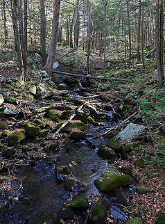 Northwest Highlands - Connecticut, USA This was my hike from Sunday morning! It was my final hike for the year because I'm having surgery soon and won't be able to hike for quite awhile. This area is very steep and rugged with lots of boulders. It can be quite treacherous if you aren't familiar with the area. And, hiking here is definitely a good workout. Plus, it's gorgeous! My favorite area of Connecticut.

This is a typical forest scene from the Northwest Highlands of Connecticut. Located in the northwest corner of the state, it is part of the Berkshires and is known for its very rocky, hilly terrain and cooler temperatures. It is a heavily forested area (75%) with mesic forests that are dominated by hardwood and conifers. Common trees in the area include: oak, white and red pine, hickory, ash, maple, birch, and eastern hemlock...among others. There is also a variety of fauna - black bears, deer, coyotes, red fox, hare, raccoons, bobcats, porcupines, otters, fishers, beavers, wild turkeys, ducks, owls, reptiles, amphibians, insects, and plenty of passerine birds!
https://www.jungledragon.com/image/104187/northwest_highlands_-_connecticut_usa.html
https://www.jungledragon.com/image/104188/northwest_highlands_-_connecticut_usa.html Fall,Geotagged,United States