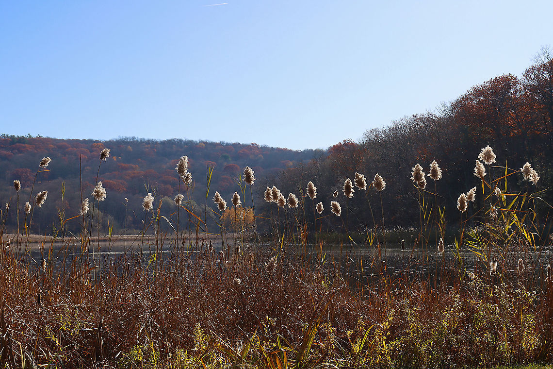 Common Reed - Phragmites americanus Phragmites americanus is a wetland grass with a feathery plume at the tip of a tall, leafy stem. Originally, it was classified as a subspecies of Phragmites australis. <br />
<br />
When young it is purplish:<br />
<figure class="photo"><a href="https://www.jungledragon.com/image/83483/common_reed_-_phragmites_americanus.html" title="Common Reed - Phragmites americanus"><img src="https://s3.amazonaws.com/media.jungledragon.com/images/3232/83483_thumb.jpg?AWSAccessKeyId=05GMT0V3GWVNE7GGM1R2&Expires=1769040010&Signature=M%2FmOtrOjAWJ1A6ynNa71xBL0qts%3D" width="200" height="134" alt="Common Reed - Phragmites americanus Phragmites americanus is a wetland grass with a feathery plume at the tip of a tall, leafy stem.  Originally, it was classified as a subspecies of Phragmites australis. <br />
<br />
Habitat: Pond edge<br />
https://www.jungledragon.com/image/83484/common_reed_-_phragmites_americanus.html Common reed,Geotagged,Phragmites americanus,Phragmites australis,Phragmites australis subsp. americanus,Summer,United States,phragmites,reed,reed grass,wetland grass" /></a></figure><br />
<br />
In winter:<br />
<figure class="photo"><a href="https://www.jungledragon.com/image/88851/common_reed_-_phragmites_americanus.html" title="Common Reed - Phragmites americanus"><img src="https://s3.amazonaws.com/media.jungledragon.com/images/3232/88851_thumb.jpg?AWSAccessKeyId=05GMT0V3GWVNE7GGM1R2&Expires=1769040010&Signature=%2FizTr3mlf2RI%2FAAeQtT8AD7cAvU%3D" width="200" height="160" alt="Common Reed - Phragmites americanus Phragmites americanus is a wetland grass with a feathery plume at the tip of a tall, leafy stem. Originally, it was classified as a subspecies of Phragmites australis. This photo shows what it looks like when dry/in winter. When young it is purplish:<br />
https://www.jungledragon.com/image/83483/common_reed_-_phragmites_americanus.html<br />
<br />
Habitat: Pond edge Geotagged,Phragmites americanus,United States,Winter,phragmites,reed" /></a></figure><br />
<br />
Habitat: Pond edge Fall,Geotagged,Phragmites,Phragmites americanus,United States,common reed,reed