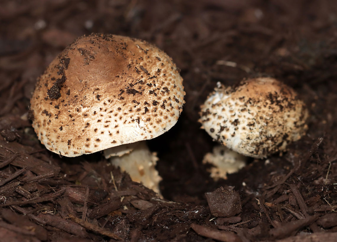 Freckled Dapperling - Echinoderma asperum/Lepiota aspera I first spotted these mushrooms growing in mulch in a parking lot a couple days ago. I went back today with my camera and was delighted that they were still there. I initially mistook them for Amanita sp. mushrooms, but closer inspection brought me to the correct ID.<br />
<br />
Habitat: Growing in mulch in a suburban parking lot<br />
<figure class="photo"><a href="https://www.jungledragon.com/image/104227/freckled_dapperling_-_echinoderma_asperumlepiota_aspera.html" title="Freckled Dapperling - Echinoderma asperum/Lepiota aspera"><img src="https://s3.amazonaws.com/media.jungledragon.com/images/3232/104227_thumb.jpg?AWSAccessKeyId=05GMT0V3GWVNE7GGM1R2&Expires=1767225610&Signature=aOlAXuhZbMNlm7l%2BTAsgLtn%2B7DY%3D" width="200" height="190" alt="Freckled Dapperling - Echinoderma asperum/Lepiota aspera I first spotted these mushrooms growing in mulch in a parking lot a couple days ago. I went back today with my camera and was delighted that they were still there. I initially mistook them for Amanita sp. mushrooms, but closer inspection brought me to the correct ID.<br />
<br />
Habitat: Growing in mulch in a suburban parking lot<br />
https://www.jungledragon.com/image/104224/freckled_dapperling_-_echinoderma_asperumlepiota_aspera.html<br />
https://www.jungledragon.com/image/104226/freckled_dapperling_-_echinoderma_asperumlepiota_aspera.html<br />
https://www.jungledragon.com/image/104225/freckled_dapperling_-_echinoderma_asperumlepiota_aspera.html Echinoderma asperum,Fall,Freckled Dapperling,Geotagged,United States" /></a></figure><br />
<figure class="photo"><a href="https://www.jungledragon.com/image/104226/freckled_dapperling_-_echinoderma_asperumlepiota_aspera.html" title="Freckled Dapperling - Echinoderma asperum/Lepiota aspera"><img src="https://s3.amazonaws.com/media.jungledragon.com/images/3232/104226_thumb.jpg?AWSAccessKeyId=05GMT0V3GWVNE7GGM1R2&Expires=1767225610&Signature=TObuqt2N2RweJNZvHzX7syazNlY%3D" width="200" height="144" alt="Freckled Dapperling - Echinoderma asperum/Lepiota aspera I first spotted these mushrooms growing in mulch in a parking lot a couple days ago. I went back today with my camera and was delighted that they were still there. I initially mistook them for Amanita sp. mushrooms, but closer inspection brought me to the correct ID.<br />
<br />
Habitat: Growing in mulch in a suburban parking lot<br />
https://www.jungledragon.com/image/104224/freckled_dapperling_-_echinoderma_asperumlepiota_aspera.html<br />
https://www.jungledragon.com/image/104227/freckled_dapperling_-_echinoderma_asperumlepiota_aspera.html<br />
https://www.jungledragon.com/image/104225/freckled_dapperling_-_echinoderma_asperumlepiota_aspera.html Echinoderma asperum,Fall,Freckled Dapperling,Geotagged,United States" /></a></figure><br />
<figure class="photo"><a href="https://www.jungledragon.com/image/104225/freckled_dapperling_-_echinoderma_asperumlepiota_aspera.html" title="Freckled Dapperling - Echinoderma asperum/Lepiota aspera"><img src="https://s3.amazonaws.com/media.jungledragon.com/images/3232/104225_thumb.jpg?AWSAccessKeyId=05GMT0V3GWVNE7GGM1R2&Expires=1767225610&Signature=na8FvnwUmvhkIjm2ffUtSP%2BWlnc%3D" width="200" height="154" alt="Freckled Dapperling - Echinoderma asperum/Lepiota aspera I first spotted these mushrooms growing in mulch in a parking lot a couple days ago. I went back today with my camera and was delighted that they were still there. I initially mistook them for Amanita sp. mushrooms, but closer inspection brought me to the correct ID.<br />
<br />
Habitat: Growing in mulch in a suburban parking lot<br />
https://www.jungledragon.com/image/104226/freckled_dapperling_-_echinoderma_asperumlepiota_aspera.html<br />
https://www.jungledragon.com/image/104227/freckled_dapperling_-_echinoderma_asperumlepiota_aspera.html<br />
https://www.jungledragon.com/image/104224/freckled_dapperling_-_echinoderma_asperumlepiota_aspera.html Echinoderma asperum,Fall,Freckled Dapperling,Geotagged,United States" /></a></figure> Echinoderma asperum,Fall,Freckled Dapperling,Geotagged,Lepiota,Lepiota aspera,United States,fungi,mushroom