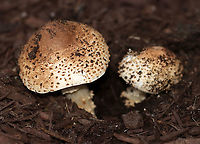 Freckled Dapperling - Echinoderma asperum/Lepiota aspera I first spotted these mushrooms growing in mulch in a parking lot a couple days ago. I went back today with my camera and was delighted that they were still there. I initially mistook them for Amanita sp. mushrooms, but closer inspection brought me to the correct ID.<br />
<br />
Habitat: Growing in mulch in a suburban parking lot<br />
https://www.jungledragon.com/image/104227/freckled_dapperling_-_echinoderma_asperumlepiota_aspera.html<br />
https://www.jungledragon.com/image/104226/freckled_dapperling_-_echinoderma_asperumlepiota_aspera.html<br />
https://www.jungledragon.com/image/104225/freckled_dapperling_-_echinoderma_asperumlepiota_aspera.html Echinoderma asperum,Fall,Freckled Dapperling,Geotagged,Lepiota,Lepiota aspera,United States,fungi,mushroom