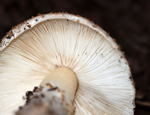 Freckled Dapperling - Echinoderma asperum/Lepiota aspera I first spotted these mushrooms growing in mulch in a parking lot a couple days ago. I went back today with my camera and was delighted that they were still there. I initially mistook them for Amanita sp. mushrooms, but closer inspection brought me to the correct ID.

Habitat: Growing in mulch in a suburban parking lot
https://www.jungledragon.com/image/104226/freckled_dapperling_-_echinoderma_asperumlepiota_aspera.html
https://www.jungledragon.com/image/104227/freckled_dapperling_-_echinoderma_asperumlepiota_aspera.html
https://www.jungledragon.com/image/104224/freckled_dapperling_-_echinoderma_asperumlepiota_aspera.html Echinoderma asperum,Fall,Freckled Dapperling,Geotagged,United States