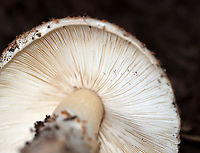 Freckled Dapperling - Echinoderma asperum/Lepiota aspera I first spotted these mushrooms growing in mulch in a parking lot a couple days ago. I went back today with my camera and was delighted that they were still there. I initially mistook them for Amanita sp. mushrooms, but closer inspection brought me to the correct ID.<br />
<br />
Habitat: Growing in mulch in a suburban parking lot<br />
https://www.jungledragon.com/image/104226/freckled_dapperling_-_echinoderma_asperumlepiota_aspera.html<br />
https://www.jungledragon.com/image/104227/freckled_dapperling_-_echinoderma_asperumlepiota_aspera.html<br />
https://www.jungledragon.com/image/104224/freckled_dapperling_-_echinoderma_asperumlepiota_aspera.html Echinoderma asperum,Fall,Freckled Dapperling,Geotagged,United States