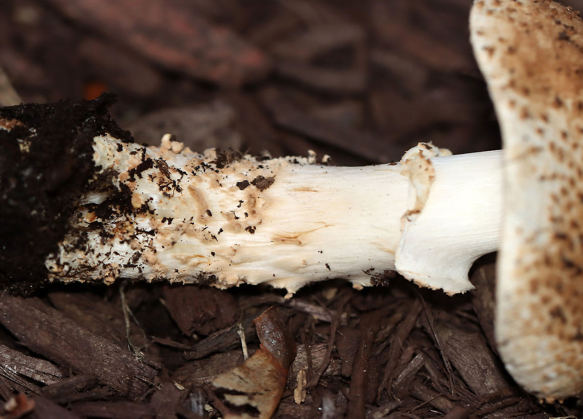 Freckled Dapperling - Echinoderma asperum/Lepiota aspera I first spotted these mushrooms growing in mulch in a parking lot a couple days ago. I went back today with my camera and was delighted that they were still there. I initially mistook them for Amanita sp. mushrooms, but closer inspection brought me to the correct ID.<br />
<br />
Habitat: Growing in mulch in a suburban parking lot<br />
<figure class="photo"><a href="https://www.jungledragon.com/image/104224/freckled_dapperling_-_echinoderma_asperumlepiota_aspera.html" title="Freckled Dapperling - Echinoderma asperum/Lepiota aspera"><img src="https://s3.amazonaws.com/media.jungledragon.com/images/3232/104224_thumb.jpg?AWSAccessKeyId=05GMT0V3GWVNE7GGM1R2&Expires=1767225610&Signature=g9brhgzir20ctSI%2B8ZIZaTv%2BnBM%3D" width="200" height="144" alt="Freckled Dapperling - Echinoderma asperum/Lepiota aspera I first spotted these mushrooms growing in mulch in a parking lot a couple days ago. I went back today with my camera and was delighted that they were still there. I initially mistook them for Amanita sp. mushrooms, but closer inspection brought me to the correct ID.<br />
<br />
Habitat: Growing in mulch in a suburban parking lot<br />
https://www.jungledragon.com/image/104227/freckled_dapperling_-_echinoderma_asperumlepiota_aspera.html<br />
https://www.jungledragon.com/image/104226/freckled_dapperling_-_echinoderma_asperumlepiota_aspera.html<br />
https://www.jungledragon.com/image/104225/freckled_dapperling_-_echinoderma_asperumlepiota_aspera.html Echinoderma asperum,Fall,Freckled Dapperling,Geotagged,Lepiota,Lepiota aspera,United States,fungi,mushroom" /></a></figure><br />
<figure class="photo"><a href="https://www.jungledragon.com/image/104227/freckled_dapperling_-_echinoderma_asperumlepiota_aspera.html" title="Freckled Dapperling - Echinoderma asperum/Lepiota aspera"><img src="https://s3.amazonaws.com/media.jungledragon.com/images/3232/104227_thumb.jpg?AWSAccessKeyId=05GMT0V3GWVNE7GGM1R2&Expires=1767225610&Signature=aOlAXuhZbMNlm7l%2BTAsgLtn%2B7DY%3D" width="200" height="190" alt="Freckled Dapperling - Echinoderma asperum/Lepiota aspera I first spotted these mushrooms growing in mulch in a parking lot a couple days ago. I went back today with my camera and was delighted that they were still there. I initially mistook them for Amanita sp. mushrooms, but closer inspection brought me to the correct ID.<br />
<br />
Habitat: Growing in mulch in a suburban parking lot<br />
https://www.jungledragon.com/image/104224/freckled_dapperling_-_echinoderma_asperumlepiota_aspera.html<br />
https://www.jungledragon.com/image/104226/freckled_dapperling_-_echinoderma_asperumlepiota_aspera.html<br />
https://www.jungledragon.com/image/104225/freckled_dapperling_-_echinoderma_asperumlepiota_aspera.html Echinoderma asperum,Fall,Freckled Dapperling,Geotagged,United States" /></a></figure><br />
<figure class="photo"><a href="https://www.jungledragon.com/image/104225/freckled_dapperling_-_echinoderma_asperumlepiota_aspera.html" title="Freckled Dapperling - Echinoderma asperum/Lepiota aspera"><img src="https://s3.amazonaws.com/media.jungledragon.com/images/3232/104225_thumb.jpg?AWSAccessKeyId=05GMT0V3GWVNE7GGM1R2&Expires=1767225610&Signature=na8FvnwUmvhkIjm2ffUtSP%2BWlnc%3D" width="200" height="154" alt="Freckled Dapperling - Echinoderma asperum/Lepiota aspera I first spotted these mushrooms growing in mulch in a parking lot a couple days ago. I went back today with my camera and was delighted that they were still there. I initially mistook them for Amanita sp. mushrooms, but closer inspection brought me to the correct ID.<br />
<br />
Habitat: Growing in mulch in a suburban parking lot<br />
https://www.jungledragon.com/image/104226/freckled_dapperling_-_echinoderma_asperumlepiota_aspera.html<br />
https://www.jungledragon.com/image/104227/freckled_dapperling_-_echinoderma_asperumlepiota_aspera.html<br />
https://www.jungledragon.com/image/104224/freckled_dapperling_-_echinoderma_asperumlepiota_aspera.html Echinoderma asperum,Fall,Freckled Dapperling,Geotagged,United States" /></a></figure> Echinoderma asperum,Fall,Freckled Dapperling,Geotagged,United States