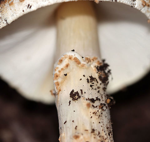 Freckled Dapperling - Echinoderma asperum/Lepiota aspera I first spotted these mushrooms growing in mulch in a parking lot a couple days ago. I went back today with my camera and was delighted that they were still there. I initially mistook them for Amanita sp. mushrooms, but closer inspection brought me to the correct ID.

Habitat: Growing in mulch in a suburban parking lot
https://www.jungledragon.com/image/104224/freckled_dapperling_-_echinoderma_asperumlepiota_aspera.html
https://www.jungledragon.com/image/104226/freckled_dapperling_-_echinoderma_asperumlepiota_aspera.html
https://www.jungledragon.com/image/104225/freckled_dapperling_-_echinoderma_asperumlepiota_aspera.html Echinoderma asperum,Fall,Freckled Dapperling,Geotagged,United States