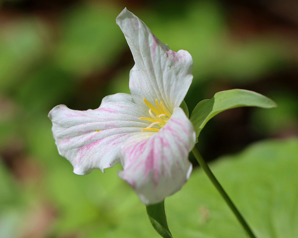 Great White Trillium - Trillium grandiflorum Yet another pink 'white trillium'! <br />
<br />
Habitat: Forested wetland Geotagged,Great white trillium,Spring,Trillium,Trillium grandiflorum,United States