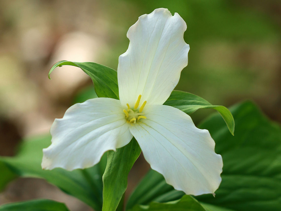 Great White Trillium - Trillium grandiflorum Finally a white one!<br />
<br />
Habitat: Forested wetland Geotagged,Great white trillium,Spring,Trillium,Trillium grandiflorum,United States