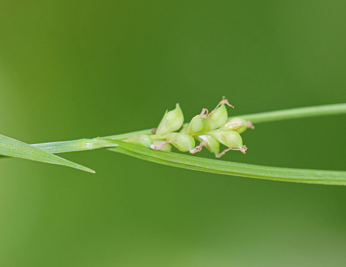 Pennsylvania Sedge - Carex pensylvanica Native to North America, this plant forms large colonies and spreads by rhizomes.<br />
<br />
Habitat: Mesic forest Carex,Carex pensylvanica,Geotagged,Pennsylvania sedge,Spring,United States,sedge