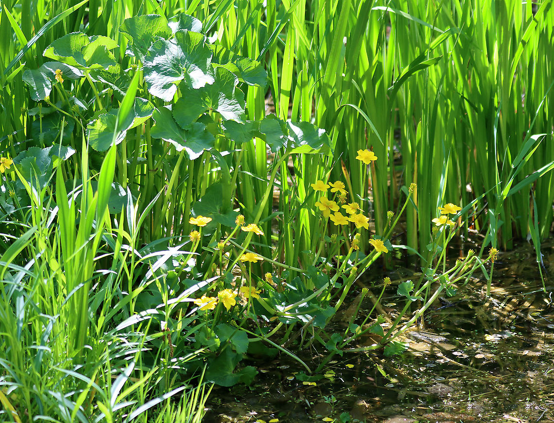 Marsh Marigold - Caltha palustris Habitat: Wetland Caltha,Caltha palustris,Geotagged,Marsh Marigold,Spring,United States