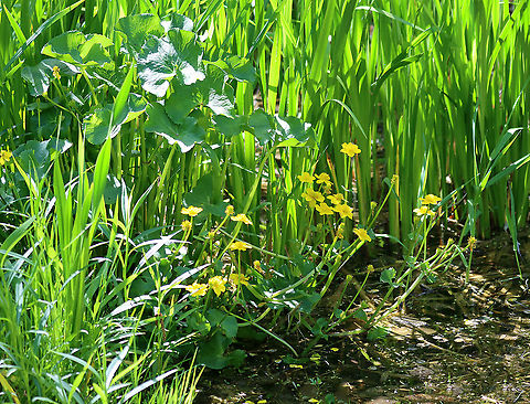Marsh Marigold - Caltha palustris Habitat: Wetland Caltha,Caltha palustris,Geotagged,Marsh Marigold,Spring,United States