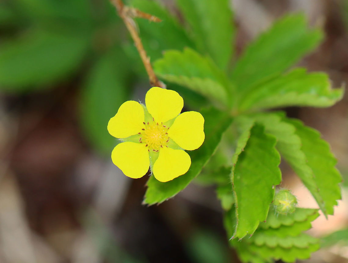 Cinquefoil - Potentilla reptans Habitat; Forested wetland Creeping cinquefoil,Geotagged,Potentilla,Potentilla reptans,Spring,United States,cinquefoil
