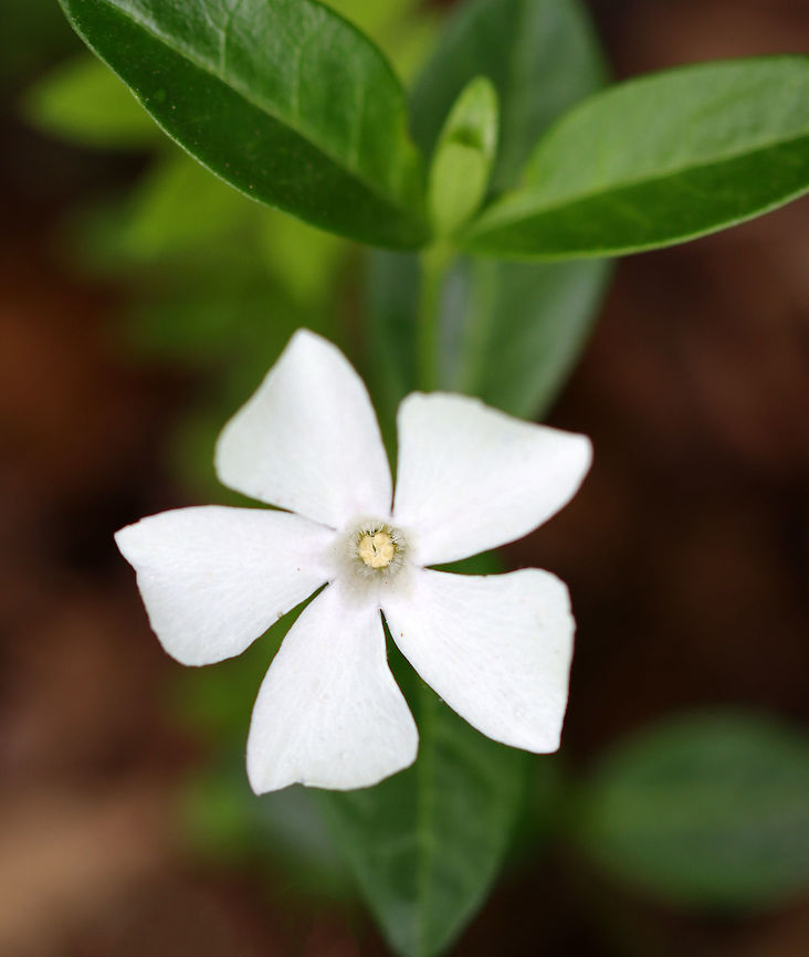 Periwinkle - Vinca minor A low, evergreen plant. Flowers have 5 petals. This is the white-flowered version of Vinca minor.<br />
<br />
Habitat: Mixed forest Geotagged,Lesser periwinkle,Spring,United States,Vinca,Vinca minor,periwinkle