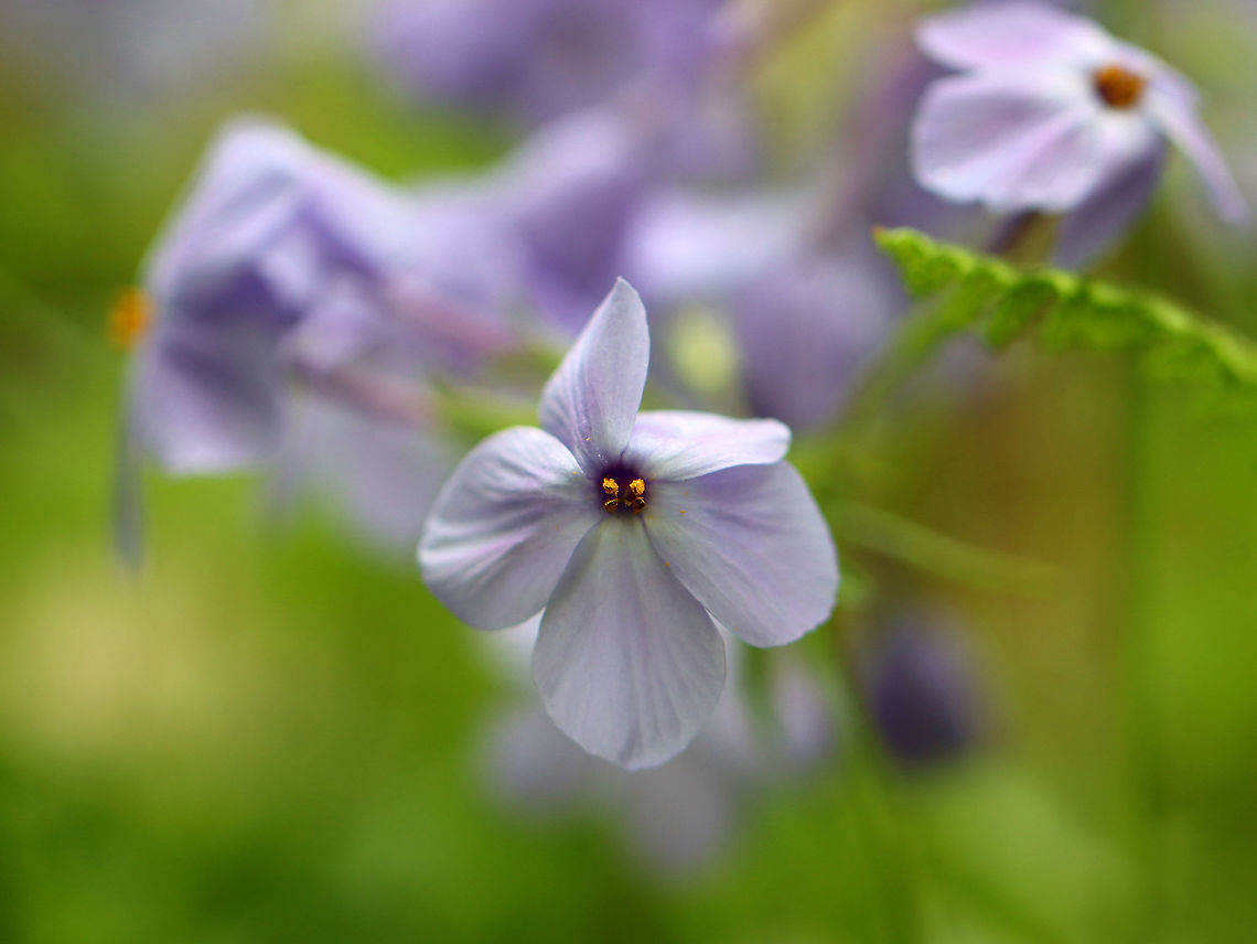 Phlox - Phlox stolonifera <br />
Habitat: Mixed forest/meadow edge Geotagged,Phlox,Phlox stolonifera,Spring,United States