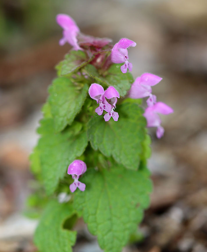 Red Deadnettle - Lamium purpureum Habitat: Mixed forest/meadow edge Geotagged,Lamium,Lamium purpureum,Red Deadnettle,Spring,United States,deadnettle