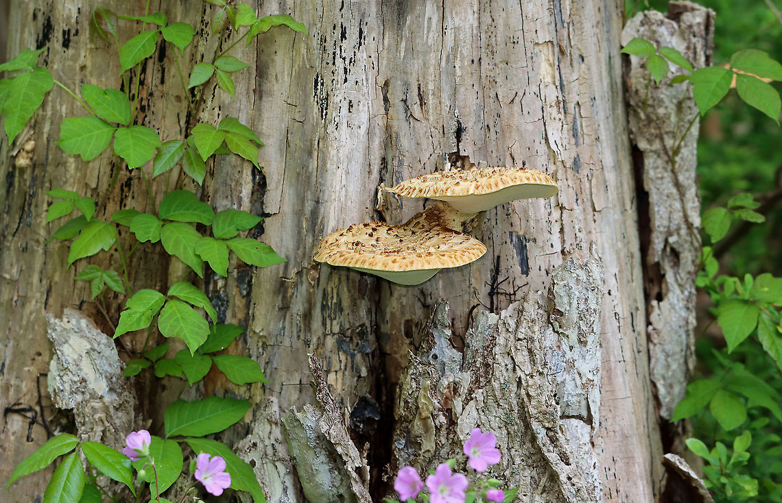 Dryad's Saddle - Cerioporus squamosus Looking very pretty on a snag with some geraniums and poison ivy.<br />
<br />
Habitat: Meadow edge<br />
<figure class="photo"><a href="https://www.jungledragon.com/image/104261/dryads_saddle_-_cerioporus_squamosus.html" title="Dryad&#039;s Saddle - Cerioporus squamosus"><img src="https://s3.amazonaws.com/media.jungledragon.com/images/3232/104261_thumb.jpg?AWSAccessKeyId=05GMT0V3GWVNE7GGM1R2&Expires=1759968010&Signature=QZGX7Ih0MS4kT11vjvsxK1NW1S0%3D" width="144" height="152" alt="Dryad&#039;s Saddle - Cerioporus squamosus Looking very pretty on a snag with some geraniums and poison ivy.<br />
<br />
Habitat: Meadow edge<br />
https://www.jungledragon.com/image/104255/dryads_saddle_-_cerioporus_squamosus.html Dryad&#039;s Saddle,Geotagged,Polyporus squamosus,Spring,United States" /></a></figure> Cerioporus,Dryad's Saddle,Geotagged,Polyporus squamosus,Spring,United States,fungus,mushroom