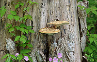 Dryad's Saddle - Cerioporus squamosus Looking very pretty on a snag with some geraniums and poison ivy.<br />
<br />
Habitat: Meadow edge<br />
https://www.jungledragon.com/image/104261/dryads_saddle_-_cerioporus_squamosus.html Cerioporus,Dryad's Saddle,Geotagged,Polyporus squamosus,Spring,United States,fungus,mushroom