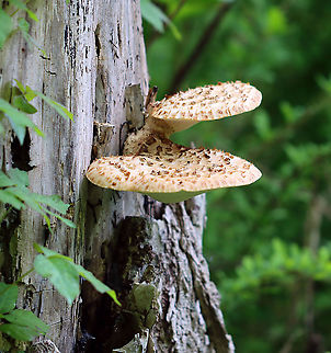 Dryad's Saddle - Cerioporus squamosus Looking very pretty on a snag with some geraniums and poison ivy.

Habitat: Meadow edge
https://www.jungledragon.com/image/104255/dryads_saddle_-_cerioporus_squamosus.html Dryad's Saddle,Geotagged,Polyporus squamosus,Spring,United States